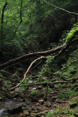 nature in mitake mountain , japan ,tokyo