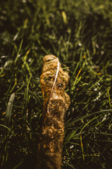 Old dry leaf on the grass