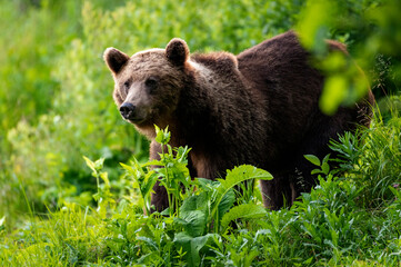 Wild brown bear in the forest looking for food during summer evening. (high ISO image)
