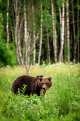 Fototapeta premium Wild brown bear in the forest looking for food during summer evening. (high ISO image)