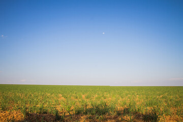 Sugarcane cultivation field in the interior of Brazil