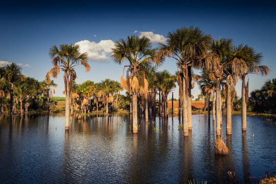 Flooded area (vereda) in the Brazilian cerrado, featuring water in the foreground and Buriti palm trees in the background, showcasing the unique ecosystem of Goi&aacute;s' wetlands