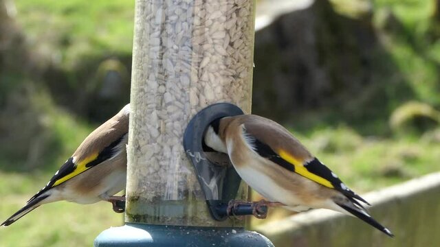 Goldfinch feeding from a Tube peanut seed Feeder in Ireland