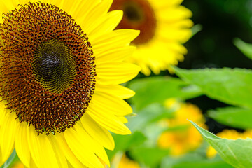 ひまわりの花