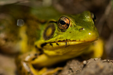 Green Frog