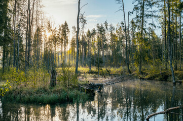 Sunrise morning above swampy river with fallen trees and fog on water surface.