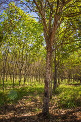 Latex collection process in the heart of a rubber plantation (seringal) in Brazil, highlighting the traditional method of tapping rubber trees for natural latex.