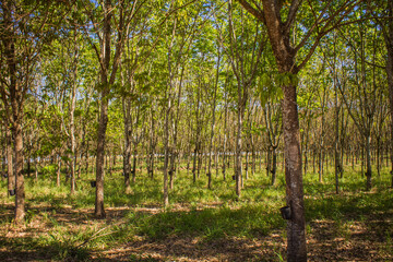 Fototapeta na wymiar Rubber tree planting in the interior of Brazil - Hevea brasiliensis
