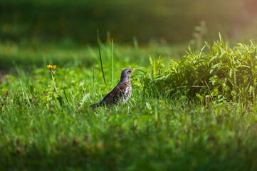 Small bird in the green grass during summer sunrise