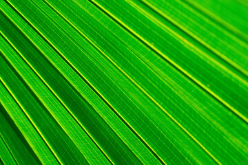 Fototapeta premium soft and selective focus green leave spring nature wallpaper background