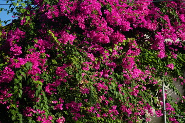 Obraz premium Bougainvillea in Sanur, Bali