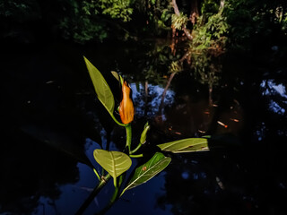 This is a growing branch of the jackfruit tree and sunlight lighted this growing branch.