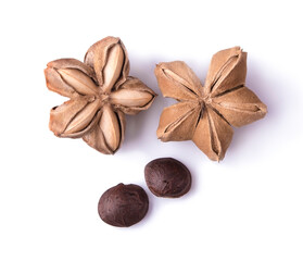 sacha inchi isolated on white background