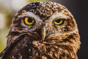 portrait of an owl