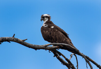 Osprey on a tree perch