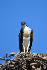 Juvenile Osprey bird