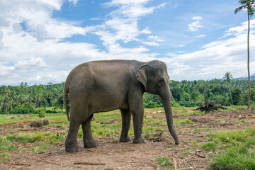 Fototapeta na wymiar スリランカのアジアゾウ