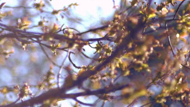 Cherry tree before blossom branches almost Spring