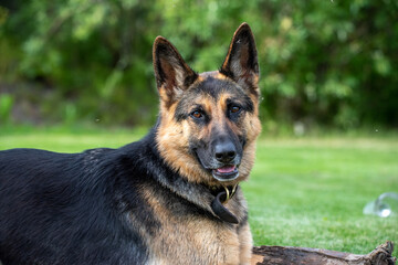 Adorable German Shepard dog playing with a stick on green grass in the summertime. 