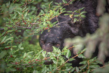 Young black bear in between berry patches during the summertime. Taken in Yukon Territory, Northern Canada. 