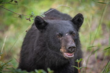 Young black bear in between berry patches during the summertime. Taken in Yukon Territory, Northern Canada. 