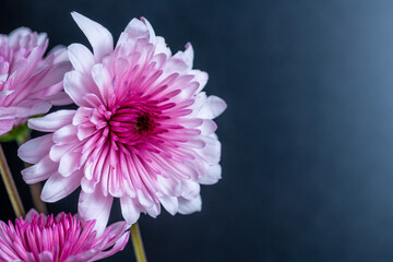 pink chrysanthemum flower