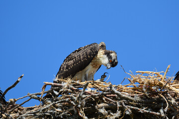Juvenile Osprey scratching
