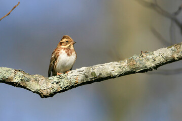 Fototapeta premium カシラダカ