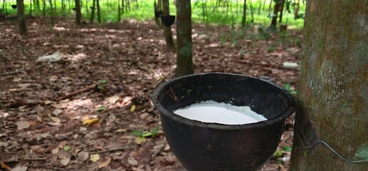 
Rubber plantations in Thailand