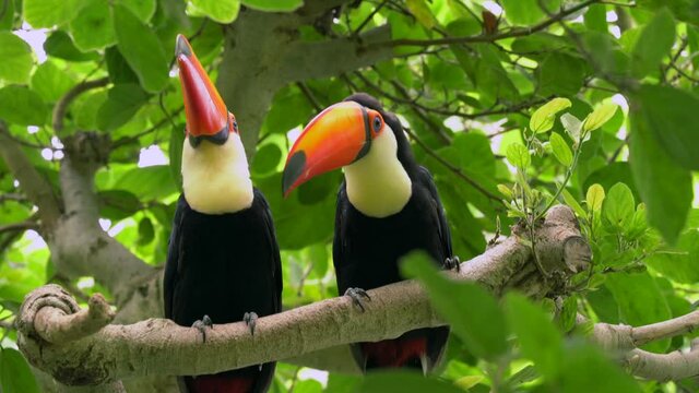This video shows a pair of jungle Toco Toucans perching together in a lush forest tree top canopy.