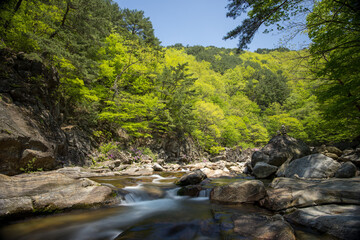 Fototapeta na wymiar Spring on Mount Jiri, a national park in Korea