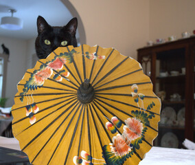 A black cat is hiding behind a Asian rice umbrella..