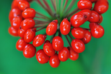 Korean wild root ginseng with berries. A close up of the most famous medicinal plant ginseng (Panax ginseng).
