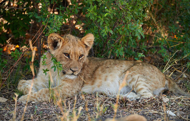 Lion cub (Panthera leo)