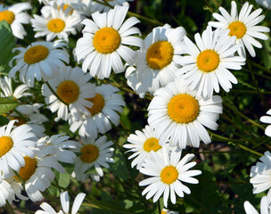 Fototapeta premium beautiful daisies grow on the ground on a summer day