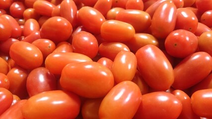 A lot of harvested tomatoes