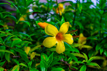 yellow flowers