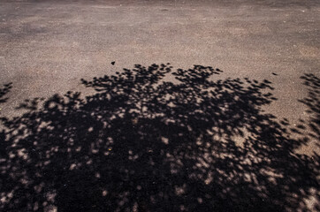 Shadow on road of tree and nature beautiful abstract and arts by nature  