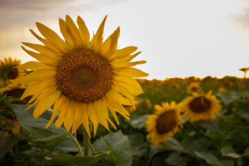 Large field of beautiful sunflowers. Beautiful summer day. 