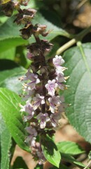 Ocimum basilicum flowers in Florida zoological garden, closeup