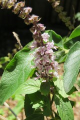 Ocimum basilicum plant in Florida zoological garden, closeup