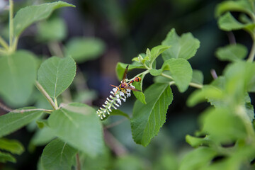 Insect as Paper Wasp is stalks Rachawadee flower.