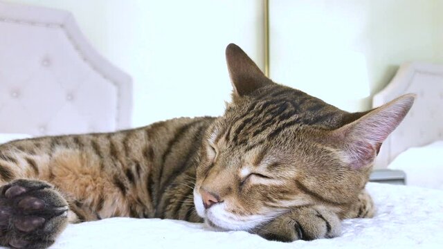 4K Bengal cat lying down on the bed sleeping