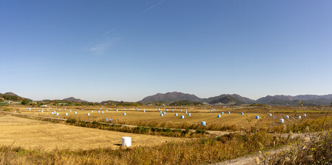 Field full of straw bales in Mokpo,South Jeolla,South Korea