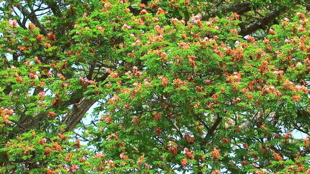 East Indian Walnut, Monkey Pod, Rain Tree, pink flowers and bkue sky background