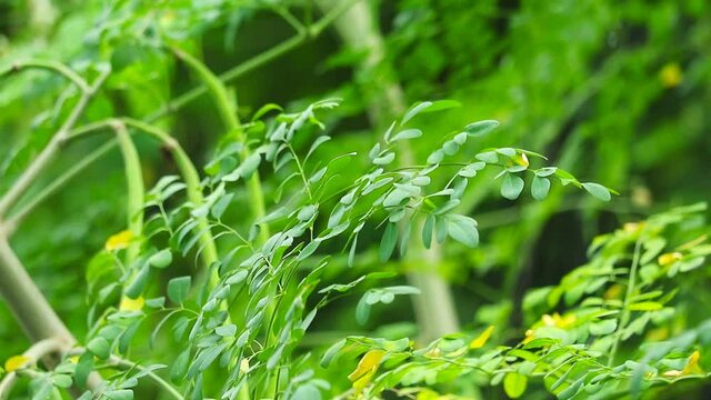 Moringa dried leaves are made into tea to drink and can inhibit various swelling