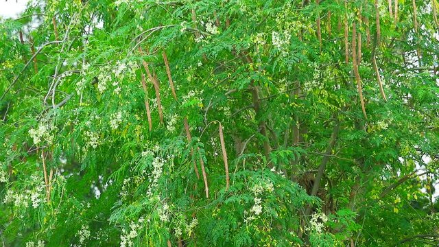Moringa leaves are cooked or boiled, then eaten to help treat scurvy