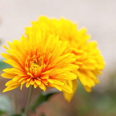 Flower soft background.