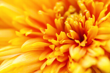 Yellow flowers in soft style for background