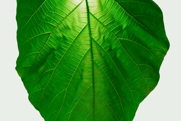 green leaf on white background
